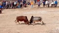 नुवाकोटमा गोरु जुधाइ।