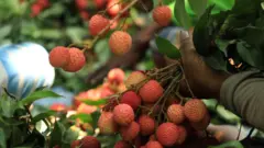 লিচু