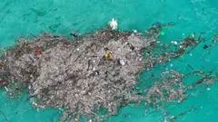 Una tortuga muerte en medio de basura plástica en Tailandia.