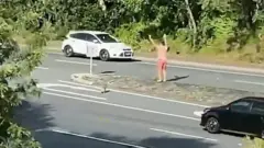 코알라의 안전을 위해 고속도로 차량 멈춰 세운 남성