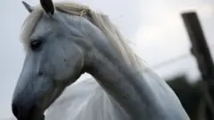 جواد
