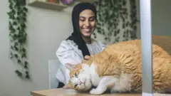 Pets