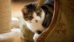 Кот Бискит в кафе "Леди Дайна"