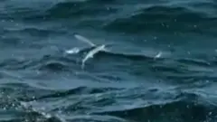 دا الوتونکي کبان د ښکار فوق العاده وړتیا لري چې سمندر او هوا کې کبان ښکار کوي او تېښته ترې ناممکنه ده. نور وېدیو کې کتلی شئ.