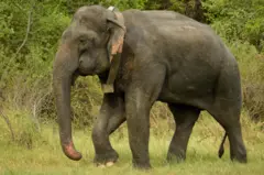 பிராஜெக்ட் தடம், கோயம்புத்தூர், வனத்துறை, யானை-மனித மோதல் 