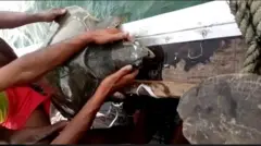 সামুদ্রিক কচ্ছপ