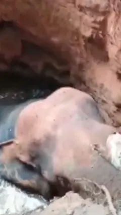 யானை