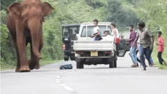 இலங்கையின் கொள்ளைக்கார யானைகள்