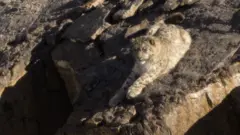 स्नो लेपर्ड