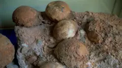 డైనోసార్ గుడ్లు