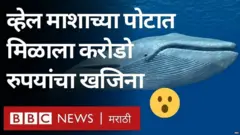 व्हेल मासा