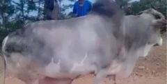 ከደለቡት በሬዎች አንዱ