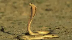 سانپ، طیارے
