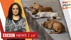 جانوروں کے حقوق