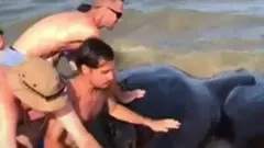 Whale