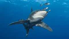 Ifi bita Requin