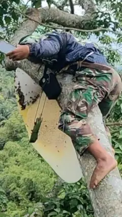 شہد