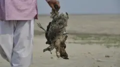 پرندگان راجستان