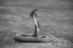 தமிழ்நாடு பாம்புக்கடி இறப்புகளைத் தடுப்பதில் சந்திக்கும் சவால்கள் என்ன?



