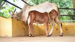ఆవుదూడ