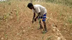 ብሰንኪ ሕጽረት ዝናብ ግራውቲ ኣየፍርዩን ዘለዉ  