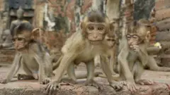 बाँदर