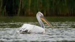 Кучеряві пелікани. Як їм живеться в Україні?