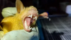 বাদুড় বহু ভাইরাসের বাহন