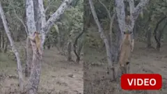 சிங்கம் 