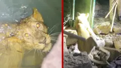 १३ मिटर गहिरो इनारमा खसेकी सिंहिनीको उद्धार