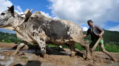 ललितपुरको छम्पीमा हलो जोत्दै एक किसान