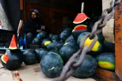 تربوز