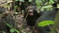 చింపాంజీలు, ఉగాండా