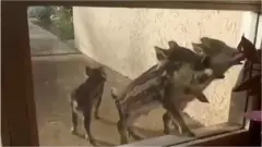 поросята