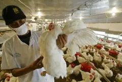 Nombreux sont ces éleveurs qui préfèrent plus pour les poulets de chair