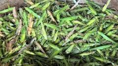 Ẹ wo bí onírúurú ẹbí ṣe ń fi okòwò tata rán àwọn ọmọ wọn nílé ẹ̀kọ́, gbọ́ bùkátà