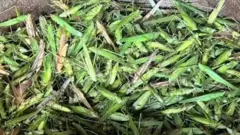 Tata alawọ ewe to pọ to wa ni tutu 