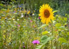زهرة عباد شمس صفراء وحيدة تقف بين مرج زهور برية إنجليزي جميل. الصورة التُقطت نهاراً يغلب عليها اللون الأخضر بسبب الأعشاب.