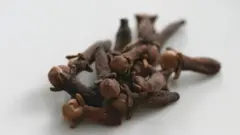 kanunfari