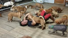 Animal Defenders Indonesia adalah komunitas relawan yang siap mengevakuasi dan merawat hewan peliharaan yang terlantar akibat ditinggal pemiliknya yang terinfeksi Covid-19