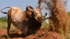 ఎద్దు