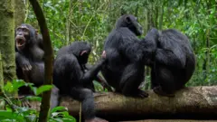 Quatro chimpanzés sentados em um galho de uma árvore no chão