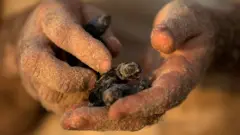 اسرائیل، کچھوے