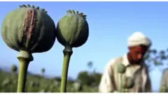 Lavoura de papoulas com homem de turbante branco ao fundo