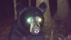 भालू