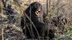 Un chimpancé de África Occidental en la región de Kedougou, diciembre de 2025.