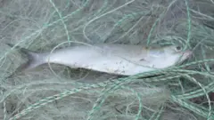 জালে আটকা ইলিশ