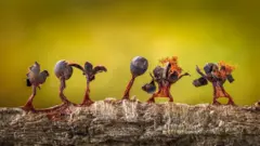 Mohos deslizantes parecen pequeñas personas con los brazos en el aire