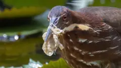 Burung black bittern di Singapura terjerat sampah masker medis.