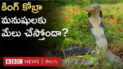 కింగ్ కోబ్రా జీవ సమతౌల్యానికి సాయం చేస్తూ, మనుషుల ప్రాణాలు కాపాడుతోందా?